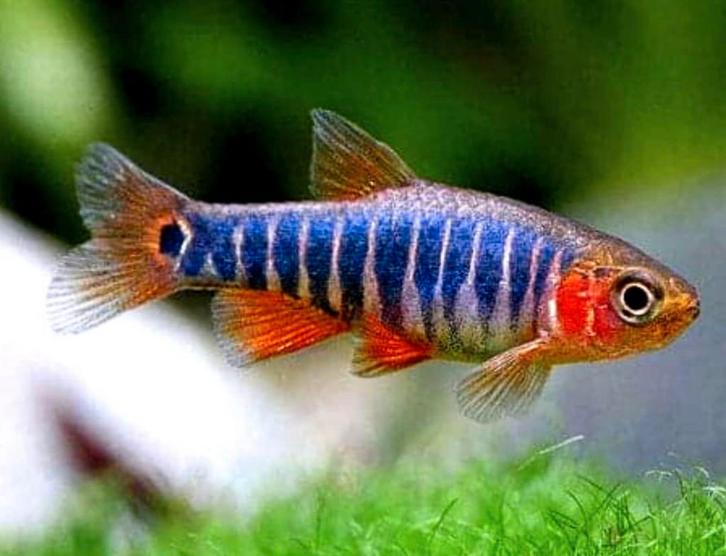Emerald Rasbora (dwerg/nano) aquariumvis, Dieren en Toebehoren, Vissen | Aquariumvissen, Zoetwatervis, Vis, Schoolvis