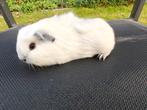 jonge california cavia man, Dieren en Toebehoren, Oktober, Cavia, Tam