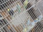 Grasparkieten, Dieren en Toebehoren, Meerdere dieren, Parkiet