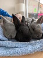 Vlaamse reusjes, Dieren en Toebehoren, Groot