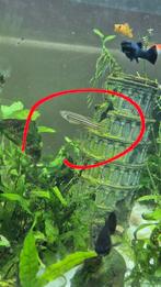 Tetras, Dieren en Toebehoren, Vissen | Aquariumvissen