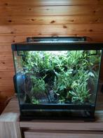 Compleet terrarium 50x50x50 met koppel kikkers en 5 jongen, Dieren en Toebehoren, Ophalen of Verzenden, Zo goed als nieuw, Verlichting