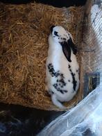 Vlinder konijn vlaamse reus, Dieren en Toebehoren, Vrouwelijk, Middelgroot, 0 tot 2 jaar