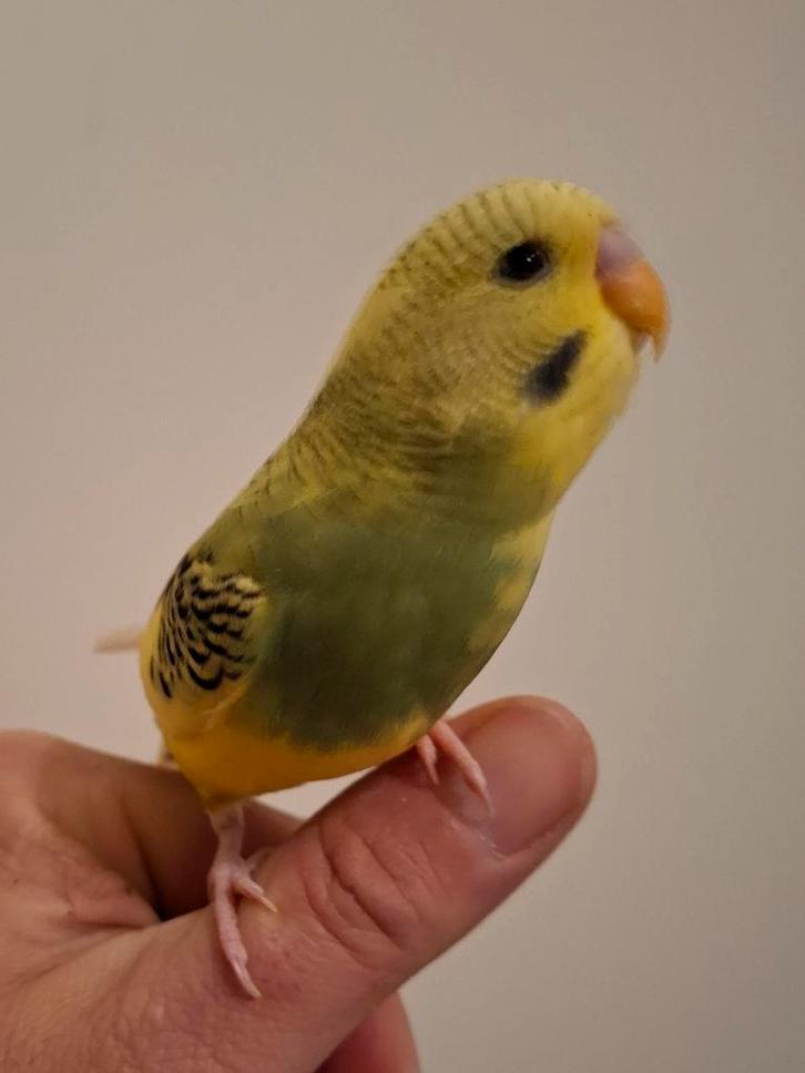 Handtamme grasparkiet, Dieren en Toebehoren, Vogels | Parkieten en Papegaaien