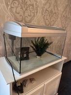 Aquarium met filter, Ophalen, Gebruikt