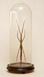 wandelende tak in stolp, Wandelende tak