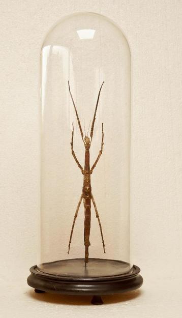 wandelende tak in stolp beschikbaar voor biedingen