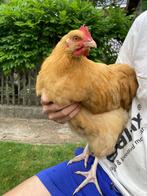 Orpington buff hanen, Dieren en Toebehoren, Pluimvee, Mannelijk, Kip