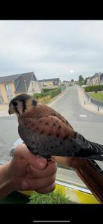 Amerikaanse kestrel valk , roofvogel, heel tam havik, Roofvogel, Tam