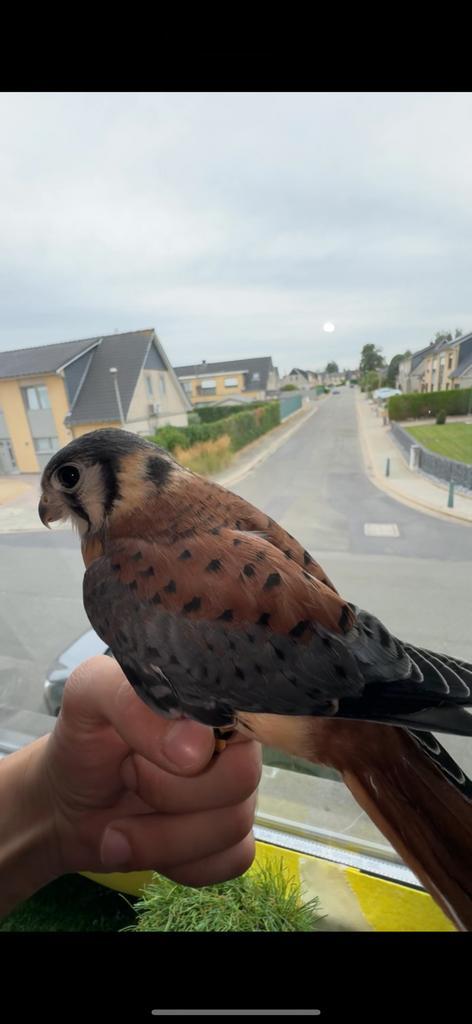 Amerikaanse kestrel valk , roofvogel, heel tam havik, Dieren en Toebehoren, Vogels | Overige Vogels, Roofvogel, Tam