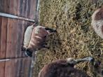 Schaap ram 9 maand