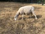Jonge fokooien, Femelle, Mouton, 0 à 2 ans