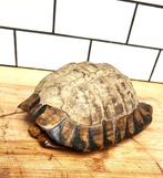 Carapace d'une véritable tortue! 20 cm, Verzamelen, Dierenverzamelingen, Ophalen of Verzenden