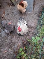 Haantje, Dieren en Toebehoren