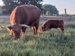 Hooglandkoe met kalf, Meerdere dieren, 3 tot 6 jaar