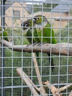 Pyrrhura rupicola, Dieren en Toebehoren, Meerdere dieren, Geringd