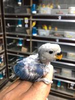 Violet baby dwergpapegaai, Dieren en Toebehoren