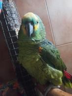 perroquet amazone, Perroquet, Bagué