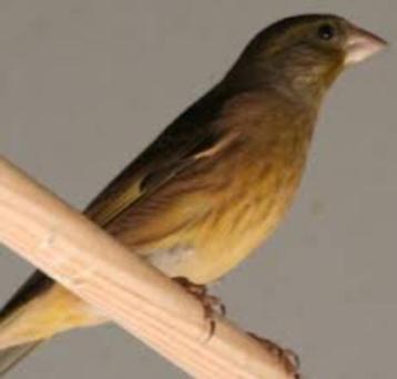 DIVERSE NIEUWE VOGELS 04-10-2025 beschikbaar voor biedingen