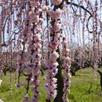 JAPANSE TREURKERSELAARS: Hoogstam 35€/stuk, Halfstam 25€/st, Tuin en Terras, Planten | Bomen, Ophalen, Lente, Treurboom, 250 tot 400 cm