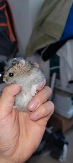 1 handtamme Russische Hamster HobbyFokker, Dieren en Toebehoren, Juni, Mannelijk