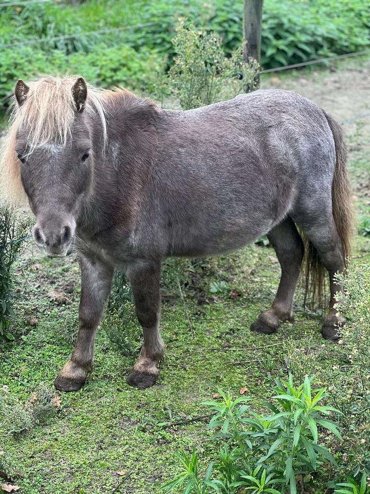 Super leuke toverbal! Hengstje, Dieren en Toebehoren, Pony's, Hengst, Niet van toepassing, A pony (tot 1.17m), Gechipt, Ontwormd