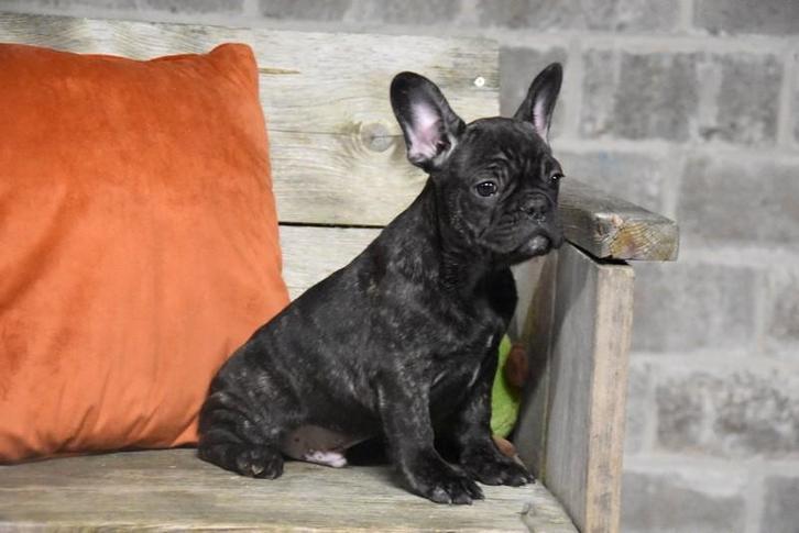 Prachtige zwart gestroomde Franse Bulldog pup, Dieren en Toebehoren, Honden | Bulldogs, Pinschers en Molossers, Meerdere dieren