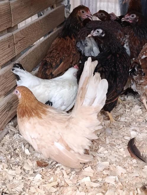 chabo krielen en vele andere rassen ACTIE 4+1 GRATIS, Dieren en Toebehoren, Pluimvee, Kip, Vrouwelijk