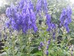 Aconltum  met blauwe  bloem, Jardin & Terrasse, Plantes | Jardin, Enlèvement