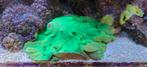Sinularia Dura fluo groen