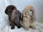 EYECATCHER mooi lief handtam koppeltje Minilop konijntjes, Meerdere dieren, Klein, Hangoor, 0 tot 2 jaar