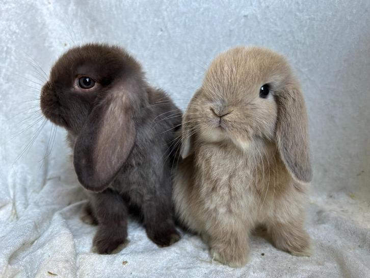 EYECATCHER mooi lief handtam koppeltje Minilop konijntjes, Dieren en Toebehoren, Konijnen, Klein, Meerdere dieren, 0 tot 2 jaar