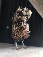 Padua tollbunt, Dieren en Toebehoren, Pluimvee, Meerdere dieren, Kip