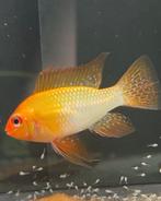 30 Gold Ramirezi jongen (2,5 cm) – bieden (alles samen), Dieren en Toebehoren, Vissen | Vijvervissen, Overige soorten