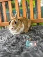 TER ADOPTIE GECASTREERDE RAM 2 jaar oud, Dieren en Toebehoren, Konijnen