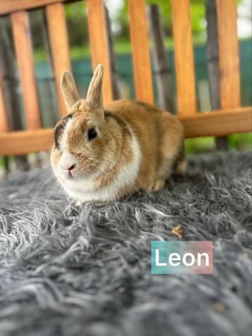 TER ADOPTIE GECASTREERDE RAM 2 jaar oud beschikbaar voor biedingen