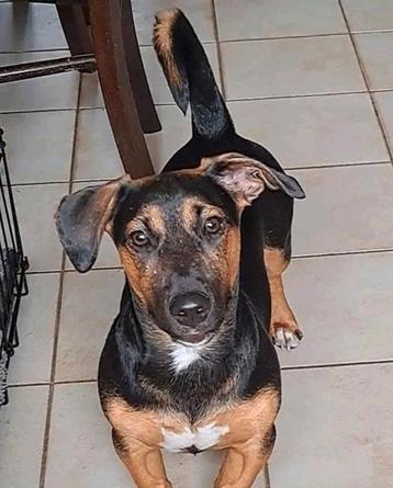 Lieve knappe jack russell reu black and tan 7 maand oud beschikbaar voor biedingen