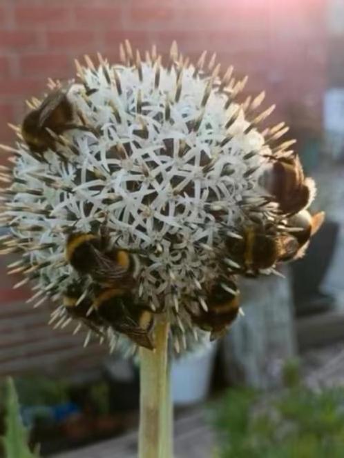 Witte Echinops / kogeldistel , enkel nog zaailingen 0,50 cen, Jardin & Terrasse, Plantes | Jardin, Plante fixe, Autres espèces