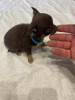 chihuahua pups t.cup & mini raszuiver zeer mooie ! kleintjes, Dieren en Toebehoren, België, Fokker | Hobbymatig, CDV (hondenziekte)