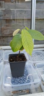 Cacaoplantjes (tropische plant), Tuin en Terras, Ophalen