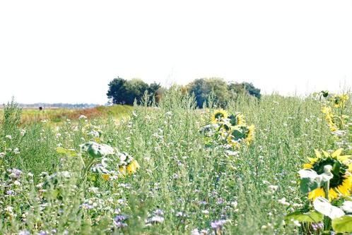 OOSTDUINKERKE : bosje + casco gebouwtje 40M² + waterpoel ., Immo, Huizen en Appartementen te koop, Provincie West-Vlaanderen, 1500 m² of meer