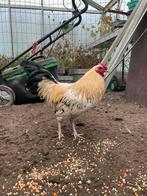 Tamme haan zoekt nieuw huisje, Dieren en Toebehoren, Vogels | Overige Vogels, Mannelijk, Tam