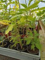 Brugmansia, Tuin en Terras, Planten | Tuinplanten, Ophalen