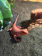 Baardagaam vrouwtje 100% Hypo het Trans Leatherback red, Hagedis, Tam, 0 tot 2 jaar