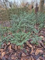 taxus, Tuin en Terras, Ophalen, Taxus, Haag, Minder dan 100 cm