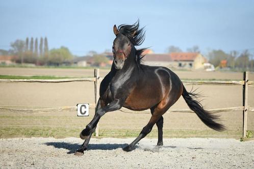 PRE ter dekking -BIEN de Scuderia- zoon v. Poeta de Susaeta, Dieren en Toebehoren, Paarden, Hengst, 160 tot 165 cm, 3 tot 6 jaar