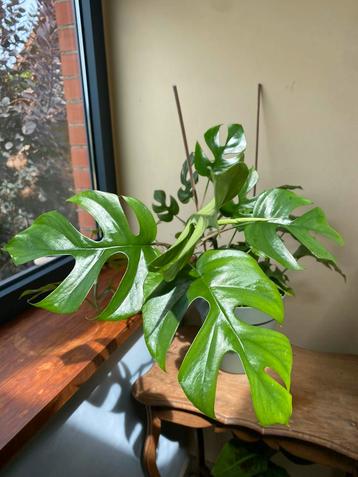 Monstera minima beschikbaar voor biedingen
