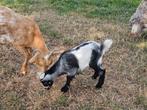 Dwerggeit mieke, Dieren en Toebehoren, Vrouwelijk, Geit, 0 tot 2 jaar