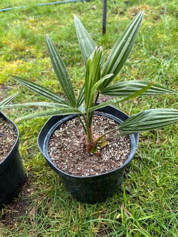 Trachycarpus fortunei, nu met gratis zaden