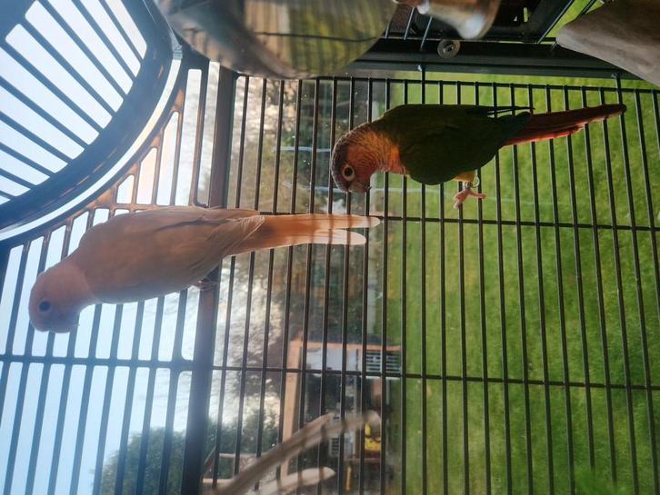 2 prachtige handtamme pyrrhura te koop, Dieren en Toebehoren, Vogels | Kanaries, Kleurkanarie, Geslacht onbekend